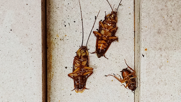 dead smokey brown cockroaches