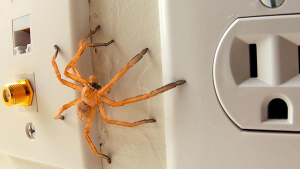 spider near electrical outlet