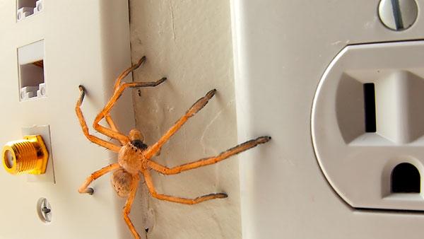 spider near an electrical wiring