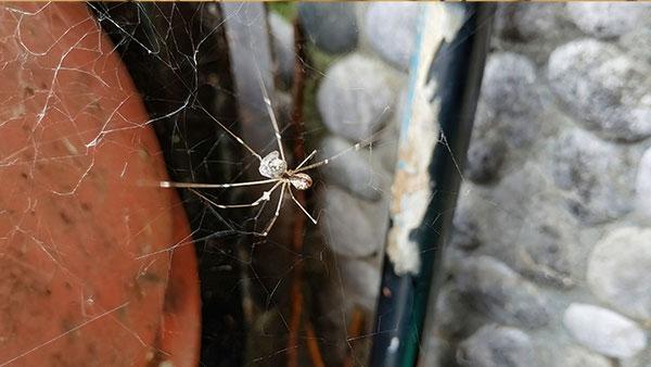 a spider near a home