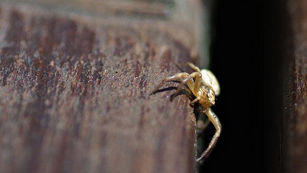 spider on porch rail