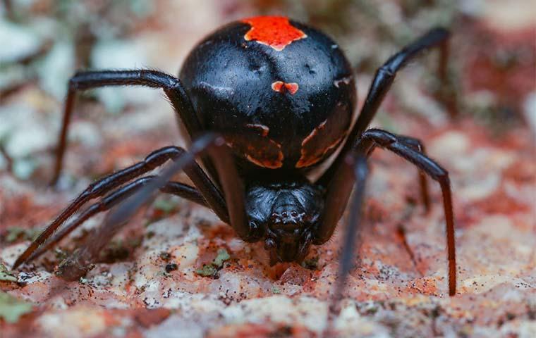 a black widow spider crawling in a home