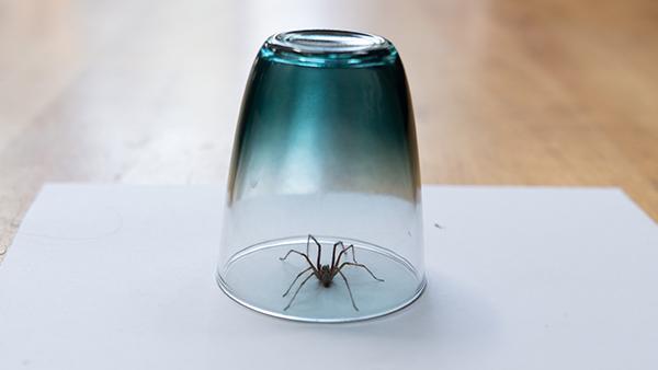 a spider under a cup