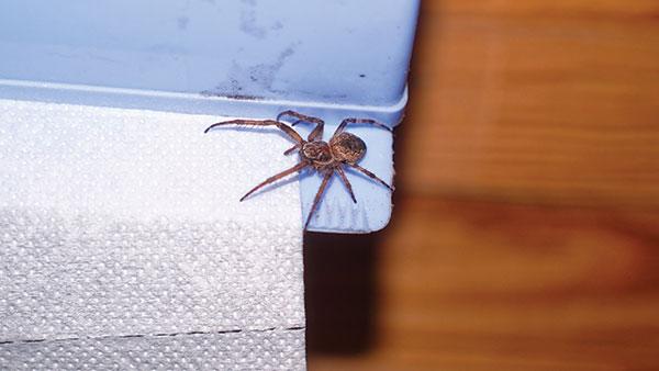 a spider crawling in a home