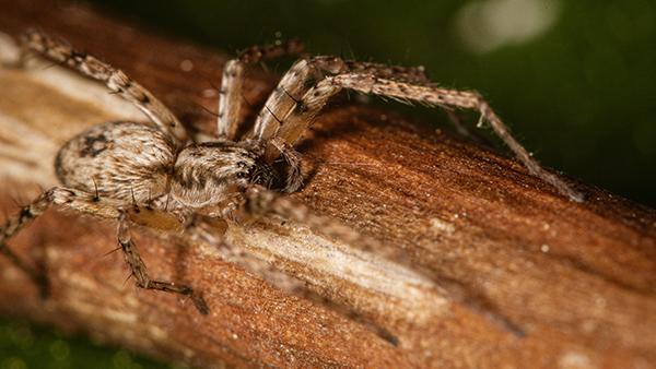 a spider crawling on wood