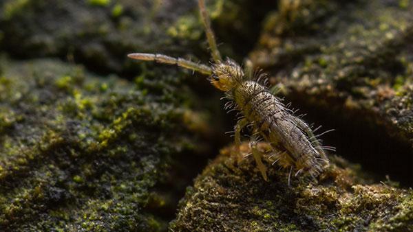 Pest Spotlight: How To Get Rid Of Springtails In Sugar Land