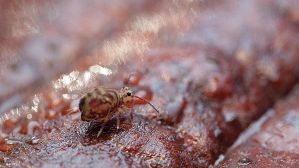 springtail outside
