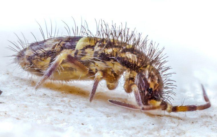 How to Get Rid of Springtail Bugs in MA, CT, RI, ME, NH, VT
