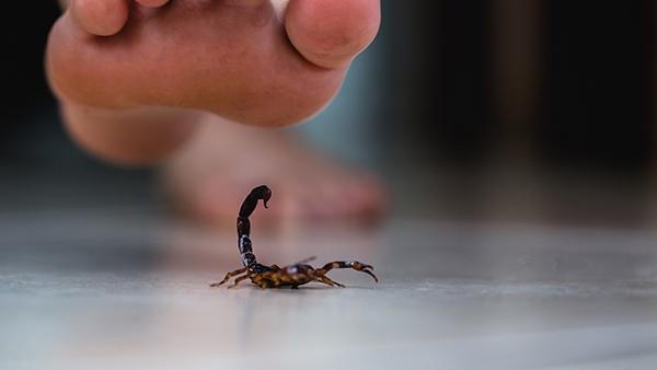 stepping on scorpion in home