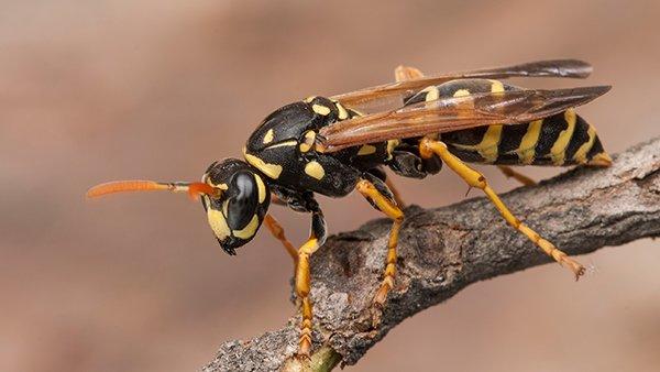 stinging insects crawling on a leaf