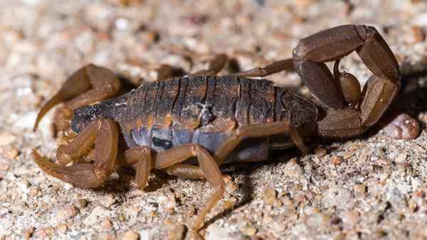 scorpion on ground