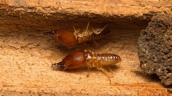 subterranean termites chewing wood