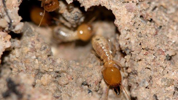 termites chewing a wooden