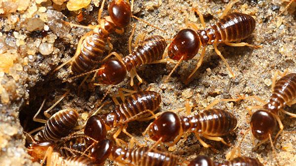 subterranean termites crawling