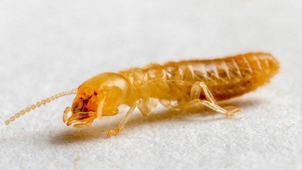 termite crawling in a kitchen