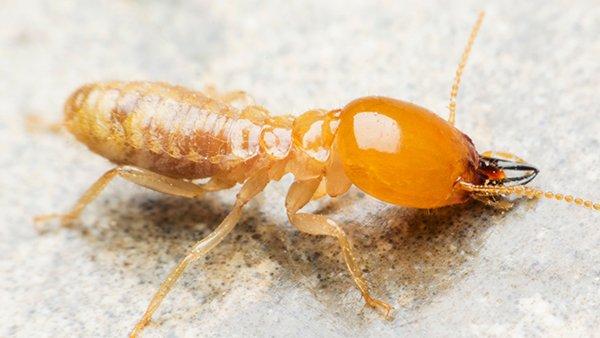 a termite crawling on a kitchen counter
