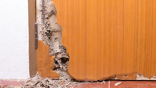 termite damage in door