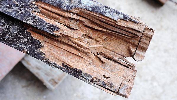 termite damage on wood