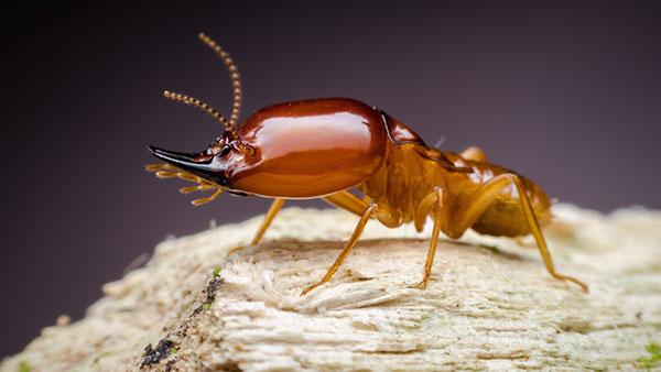 a termite perched on wood