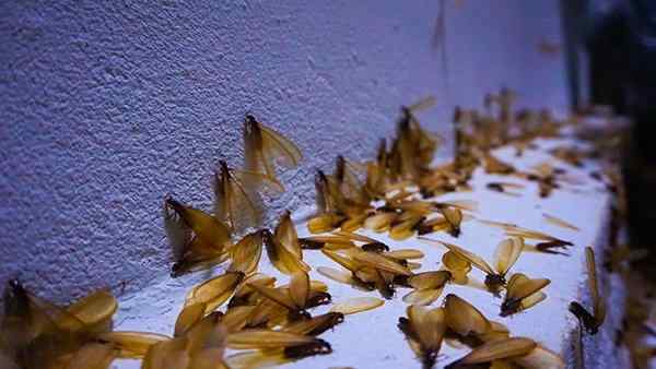 a swarm of winged termites on a concrete slab