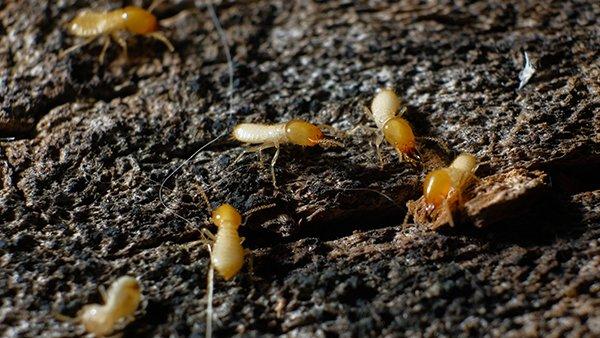 termites crawling on the ground