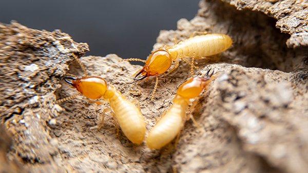 termites damaging wood in a home