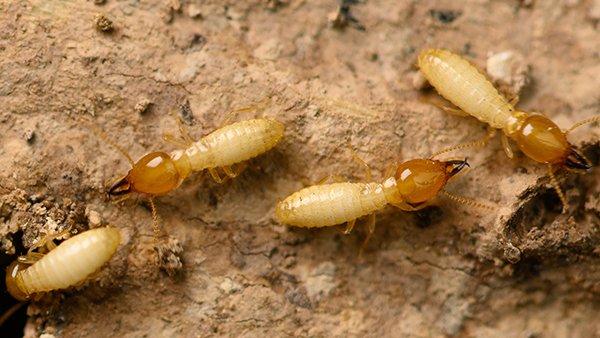 several termites infesting a home