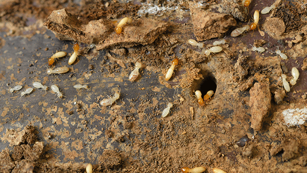 termites living in walls