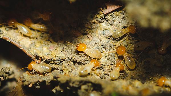 termites crawling at night