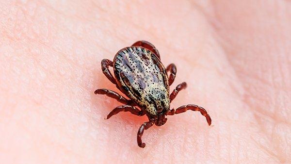 tick crawling on a hand