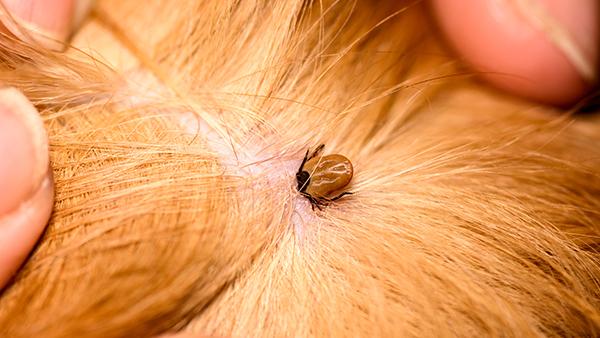 up close image of a tick in dog fur