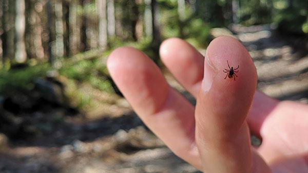 a small tick on a human finger