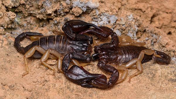 scorpions on ground