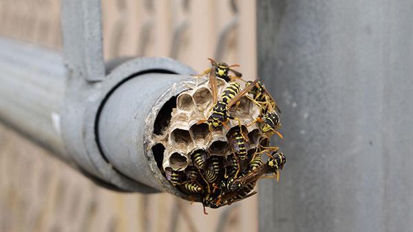 wasp nest on pipe
