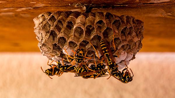 wasp nest on wooden beam
