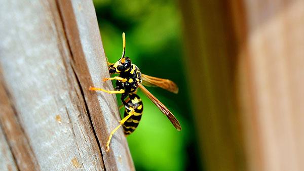 wasp on a post