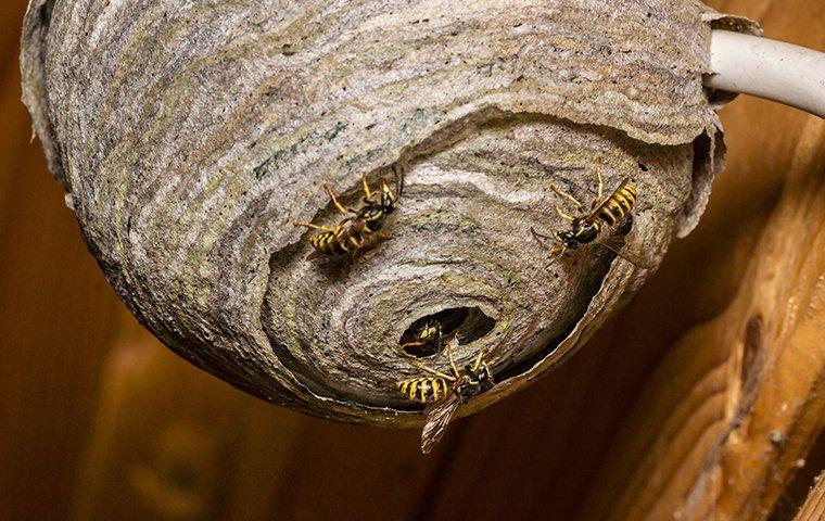 wasps coming out of their nest