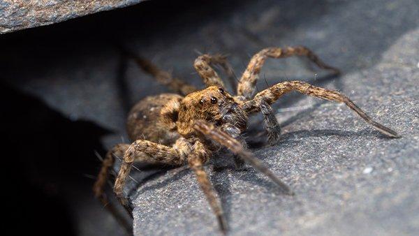 a wolf spider crawling on a rock