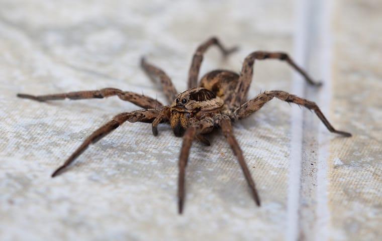 a wolf spider crawling in a home