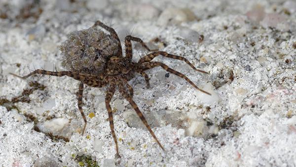 wolf spider outside