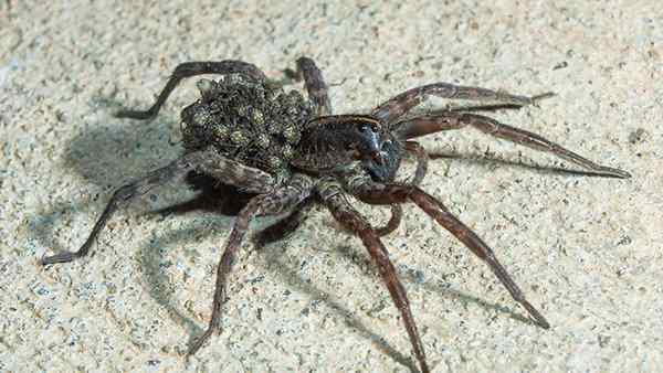 dark brown wolf spider