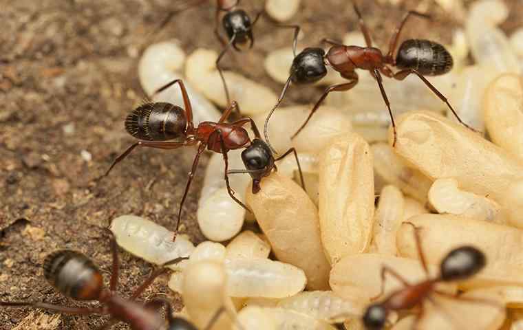 carpenter ants with larvae