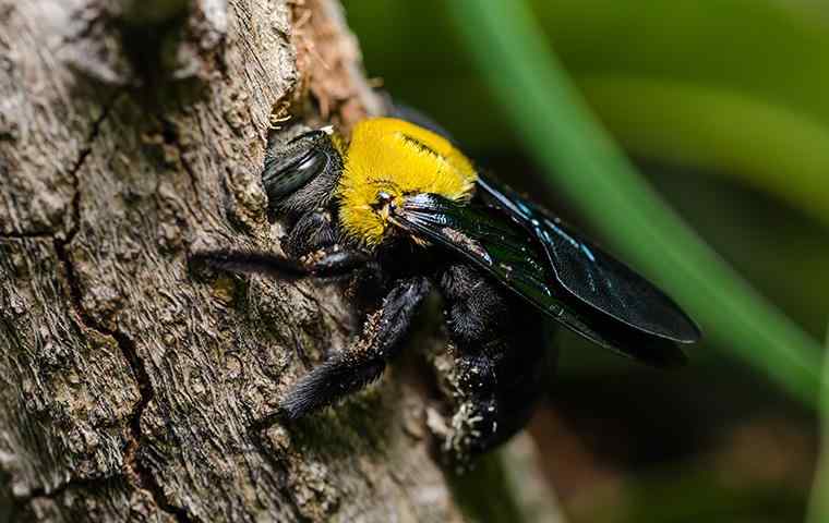 carpenter bee boring a hole in the bark of a tree