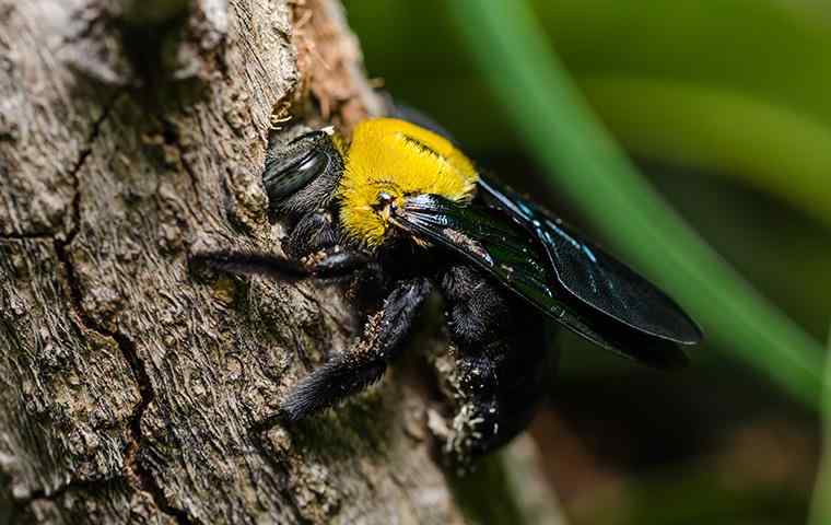 carpenter bees nest Bees killer types explore killerbee