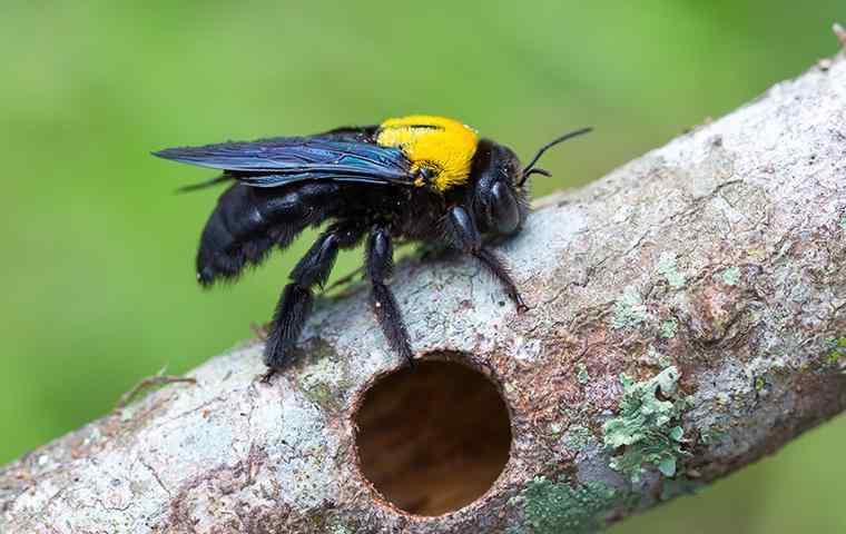 carpenter bee next to a hole in a tree branch