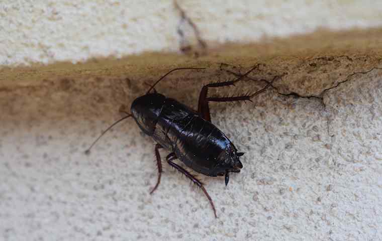 an oriental cockroach hiding in home