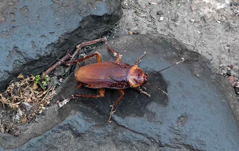 a dirty american cockroach on a rock