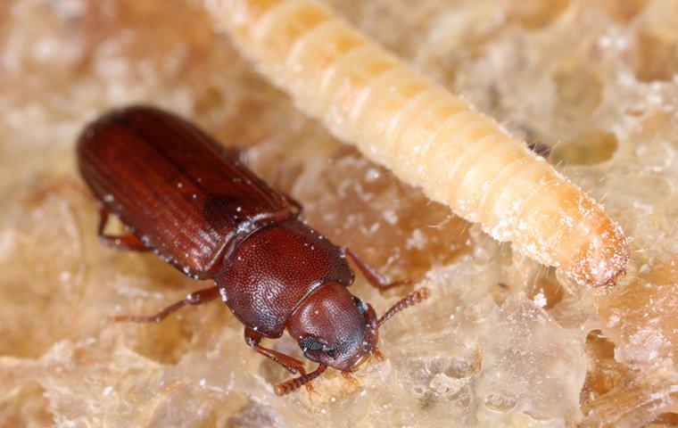 confused flour beetle near mealworm