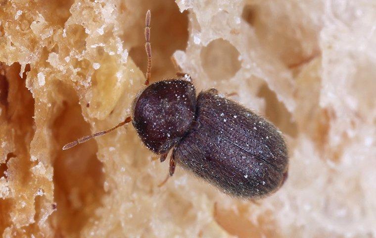 drug store beetle eating bread