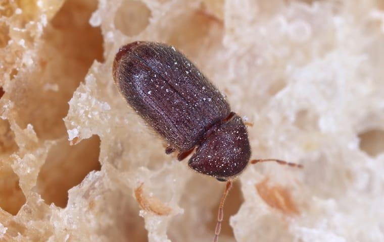 drug store beetle contaminating food